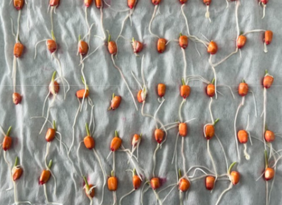 captura de tela 2026 03 27 às 12.35.50